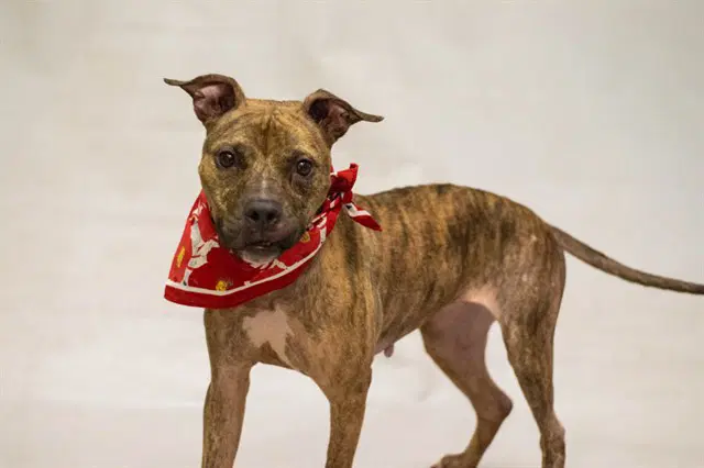 Riley - Terrier