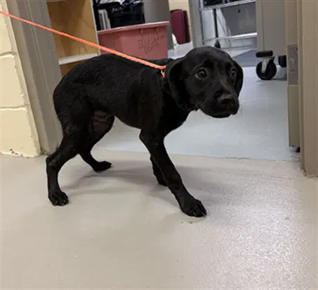 Flareon - Labrador Retriever