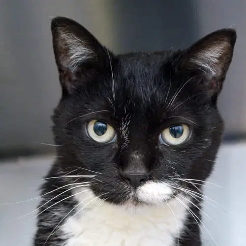 Lucy - Domestic Short Hair