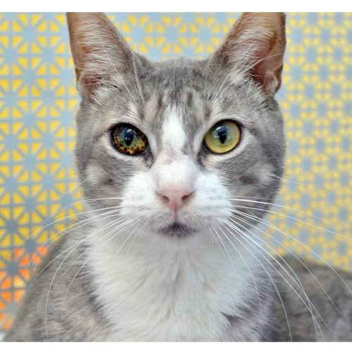 picture of the cat needing adoption