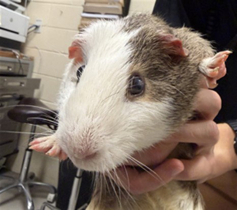 MUNCHKIN, a guinea pig for adoption from Seminole County Animal Services