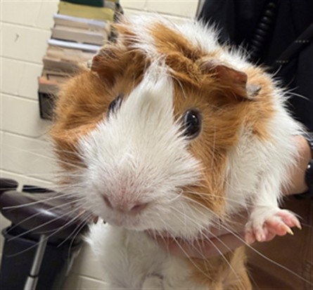 TATER TOT, a guinea pig for adoption from Seminole County Animal Services