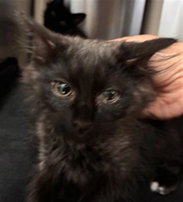 Peanut