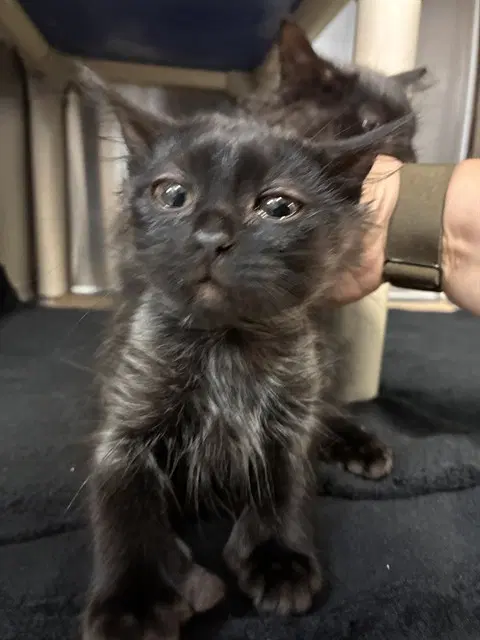 Chickpea - Domestic Short Hair
