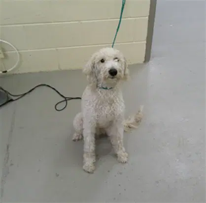 Marshmellow - Poodle (Standard)