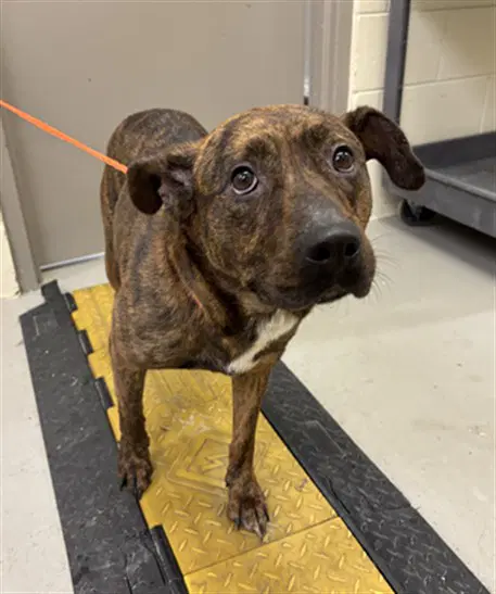 Bella - Plott Hound