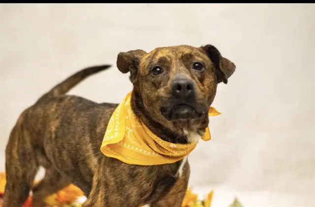 Bella - Plott Hound
