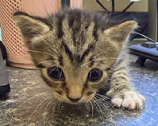 Spud - Domestic Short Hair