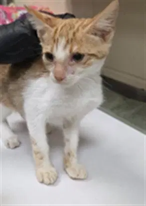 Luxio - Domestic Short Hair
