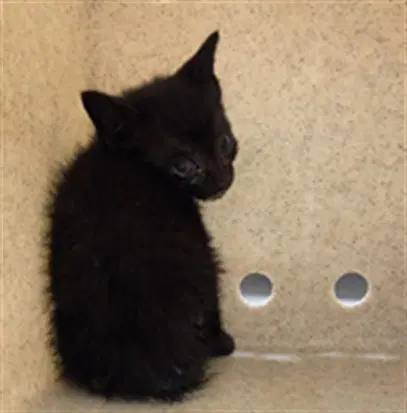 Shinx - Domestic Short Hair