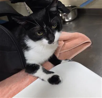 Marley - Domestic Short Hair