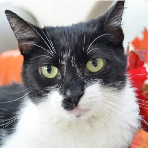 Marley - Domestic Short Hair