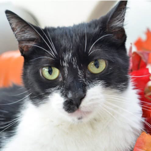 MARLEY, a cat for adoption from Seminole County Animal Services