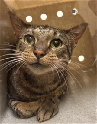 Nala - Domestic Short Hair
