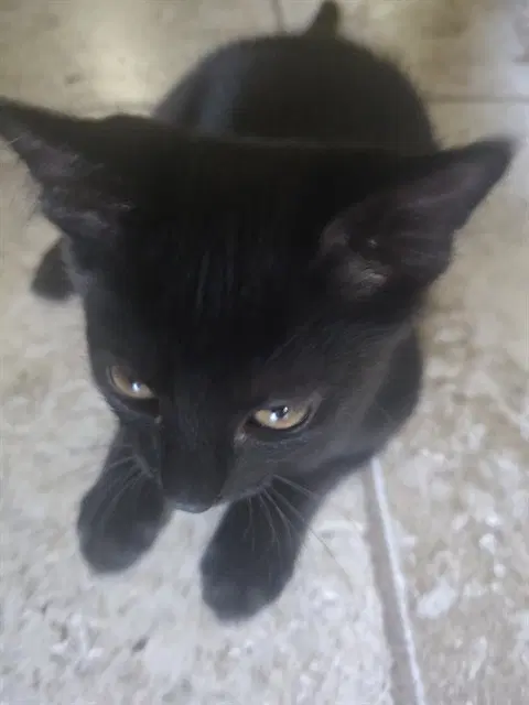 Boris - Domestic Short Hair