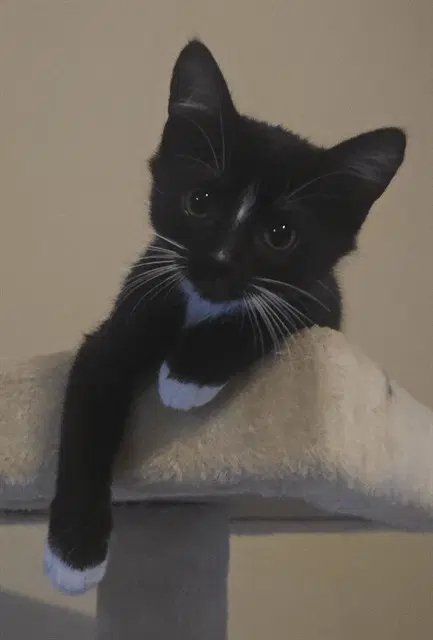 Luna - Domestic Short Hair