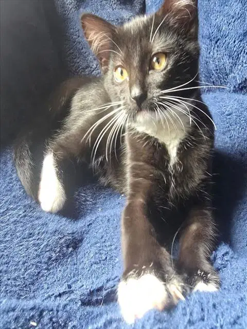 Minnie - Domestic Short Hair