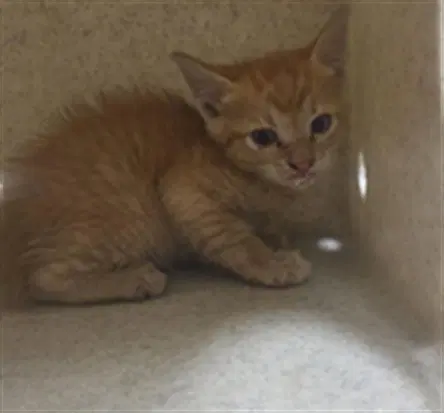 Geodude - Domestic Short Hair