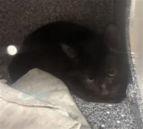 Dratini - Domestic Short Hair