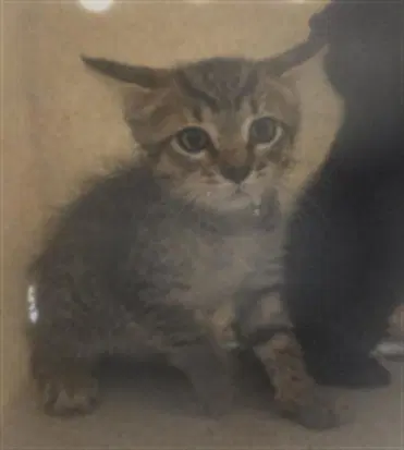 Milotic - Domestic Short Hair