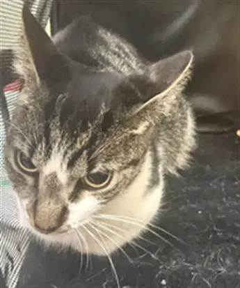 Cream - Domestic Short Hair