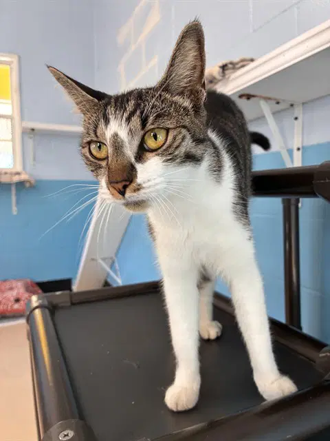Cream - Domestic Short Hair