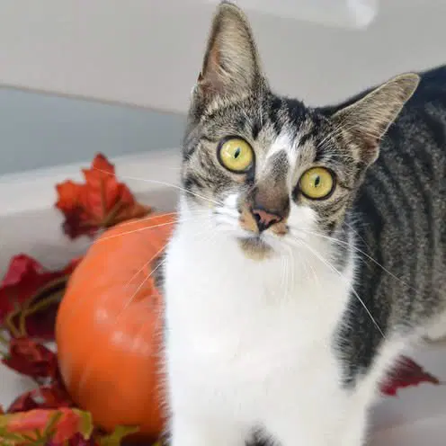 Cream - Domestic Short Hair