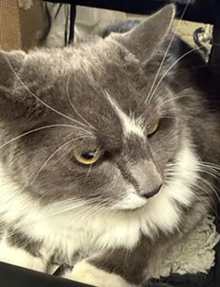 Cheese - Domestic Short Hair