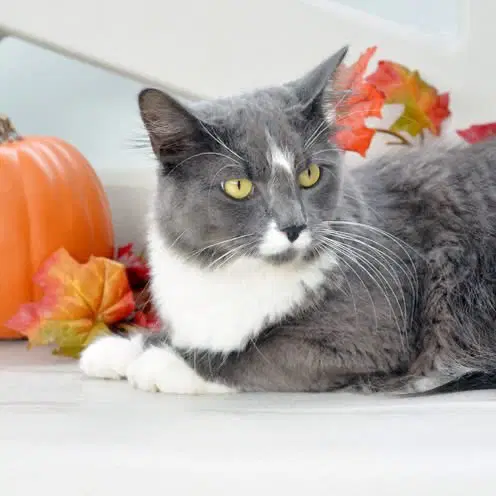 Cheese - Domestic Short Hair