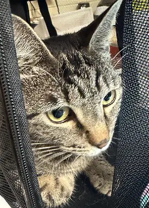 Nacho - Domestic Short Hair