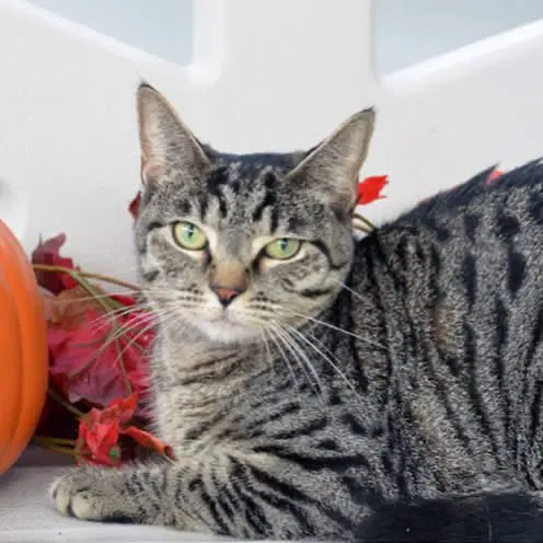 Nacho - Domestic Short Hair