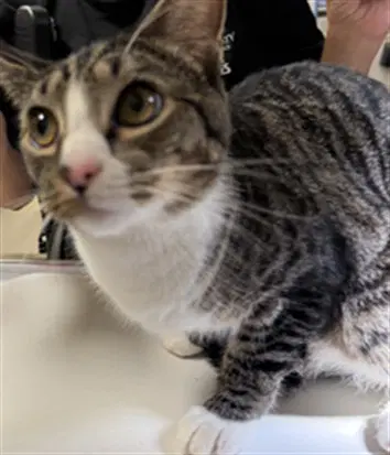Mike - Domestic Short Hair