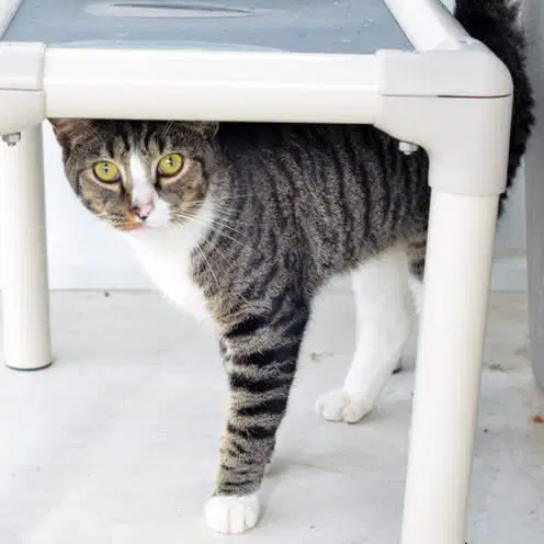 Mike - Domestic Short Hair