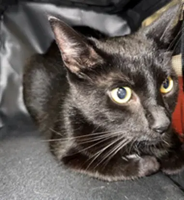 Casper - Domestic Short Hair