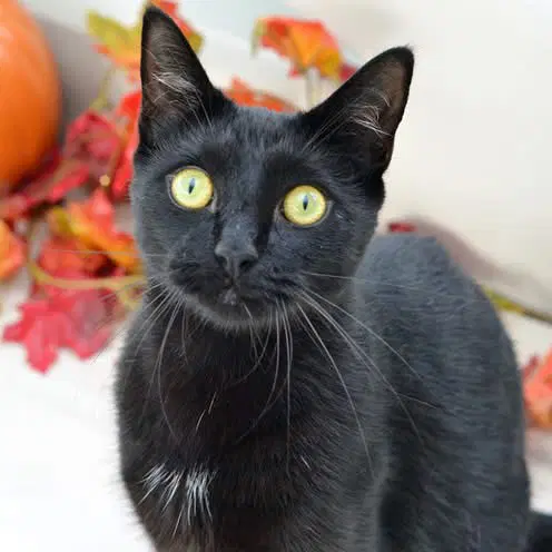 Casper - Domestic Short Hair