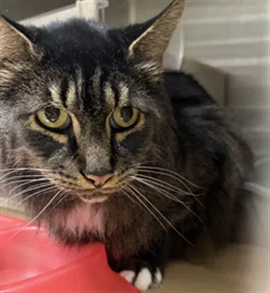 Mickey - Domestic Long Hair