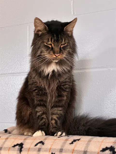 Mickey - Domestic Long Hair