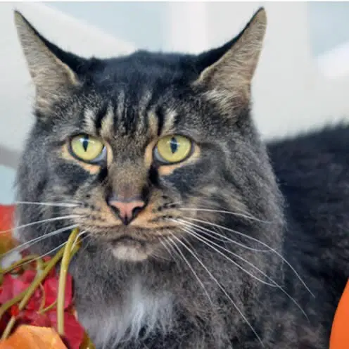 Mickey - Domestic Long Hair