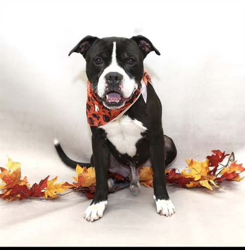 OKIDOGI, a dog for adoption from Seminole County Animal Services