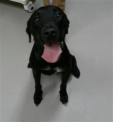 Bear - Labrador Retriever