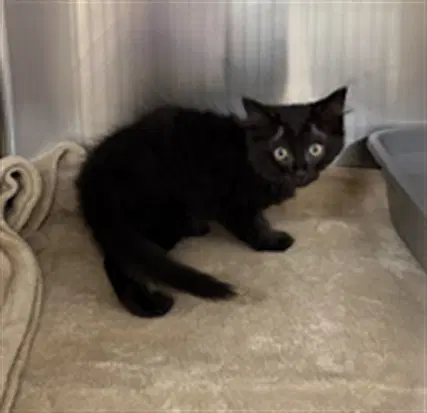Noibat - Domestic Short Hair