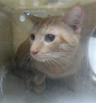 Raichu - Domestic Short Hair