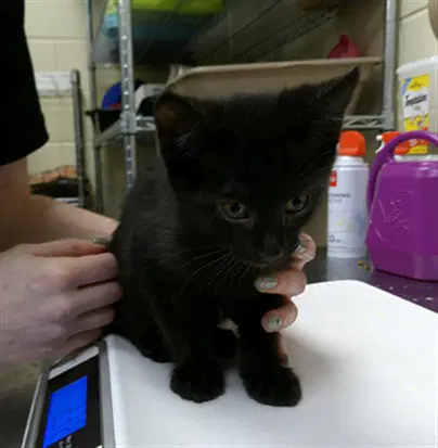 Mickey - Domestic Short Hair