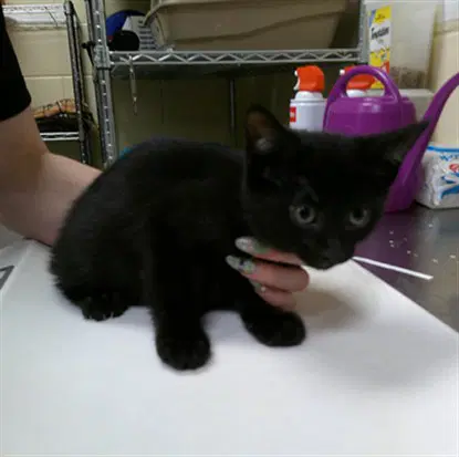 Daisy - Domestic Short Hair
