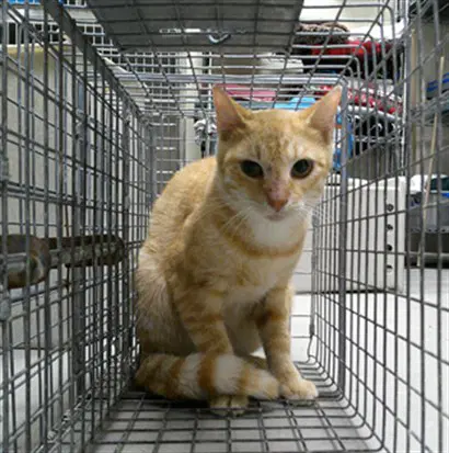 Working Cat - Domestic Short Hair