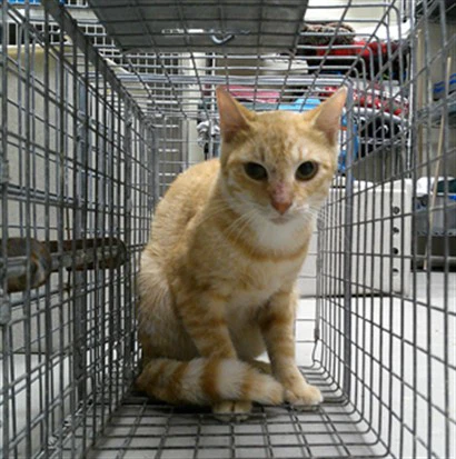 Working Cat