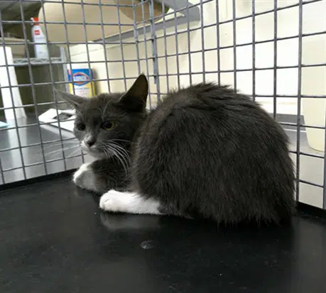 Kiki - Domestic Short Hair
