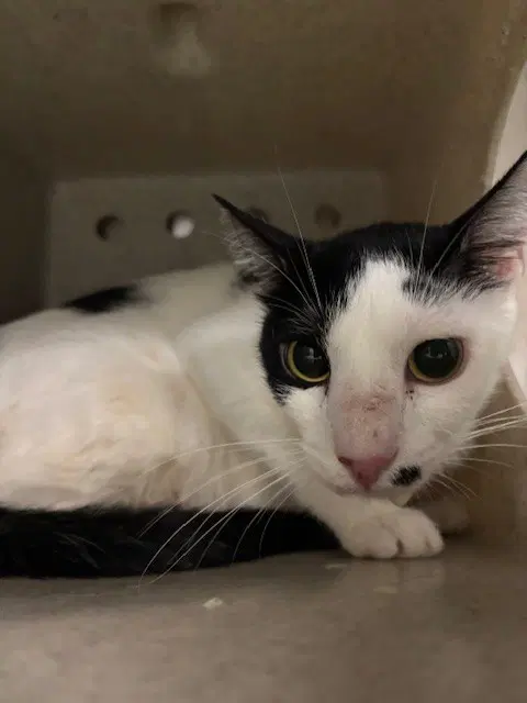 Working Cat - Domestic Short Hair