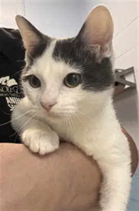Zen - Domestic Short Hair