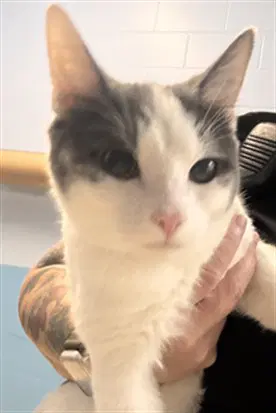 Panda - Domestic Short Hair